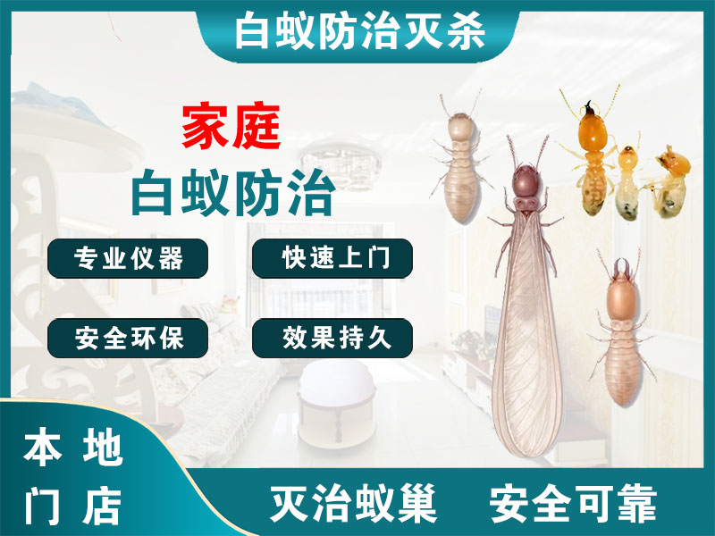 江阴市家庭白蚁防治